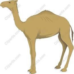 Camel
