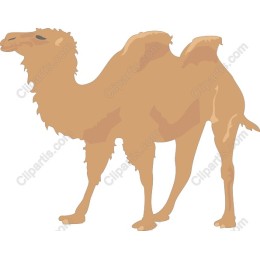 Desert Camel