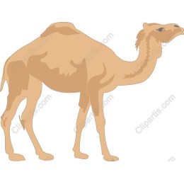 Camel - Desert Icon