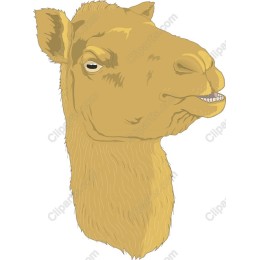 Golden Camel Head
