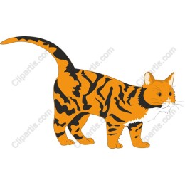 Tiger Cat