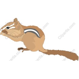Charming Squirrel