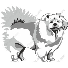 Charming Chow Chow