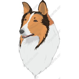 Collie Dog