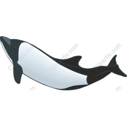 Whale