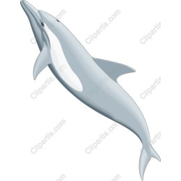 Dolphin