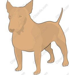Charming Bull Terrier