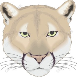 Lioness