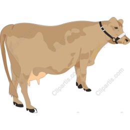 Dairy Cow