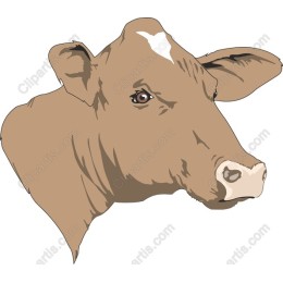 Cow Head