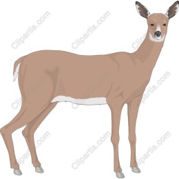 Graceful Deer