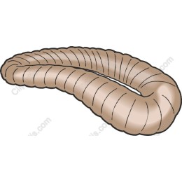 Cartoonish Worm
