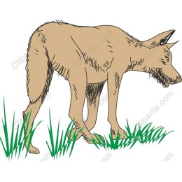 Coyote Wildlife