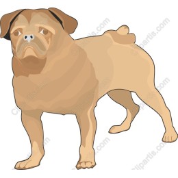 Pug - Playful Pug