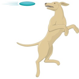 Dynamic Dog Chasing Frisbee
