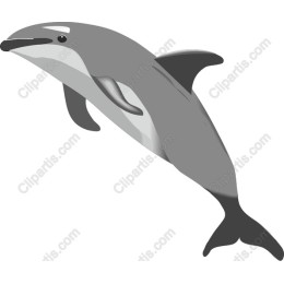 Dolphin
