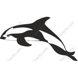 Elegant Dolphin