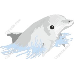 Elegant Dolphin