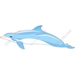 Dolphin
