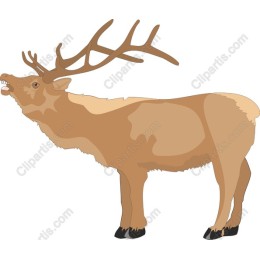 Majestic Elk