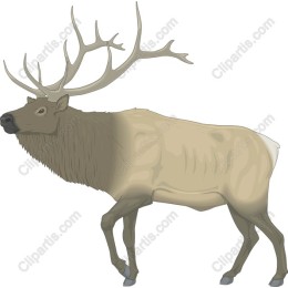 Majestic Elk