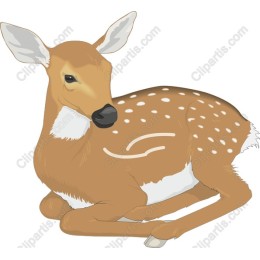 Enchanting Resting Fawn