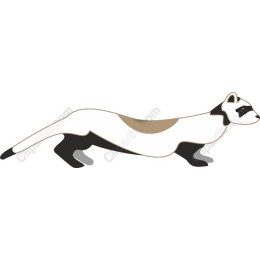Sleek Ferret