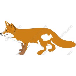 Elegant Fox in
