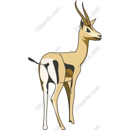 Elegant Gazelle