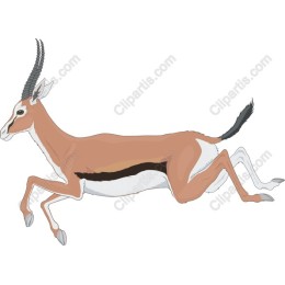 Elegant Antelope
