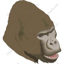 Majestic Gorilla Head
