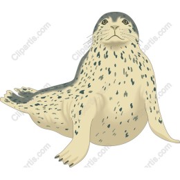 Charming Seal