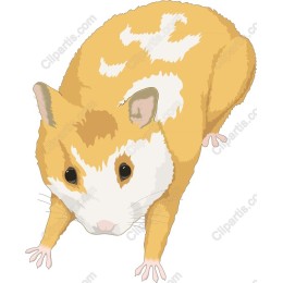 Adorable Hamster