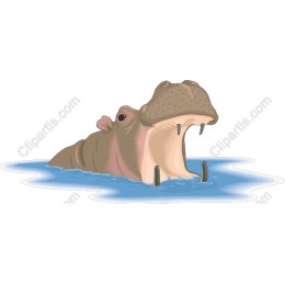 Hippopotamus