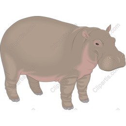 Hippopotamus