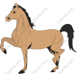 Majestic Horse