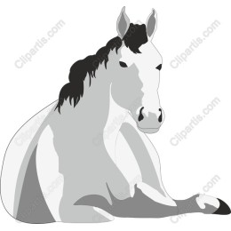 Elegant Gray Horse