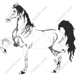 Majestic White Horse