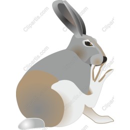 Charming Rabbit