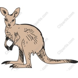 Kangaroo - Hand-Drawn