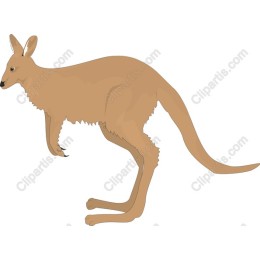 Kangaroo