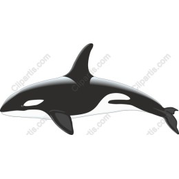 Majestic Orca Whale