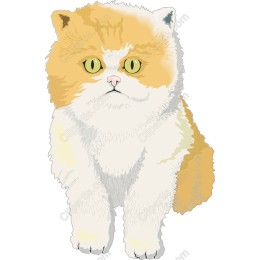 Charming Fluffy Cat