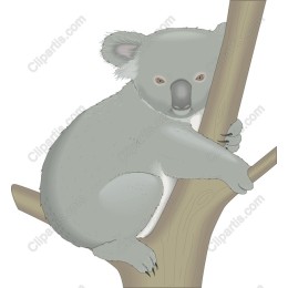 Charming Koala