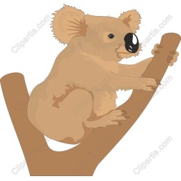 Charming Koala