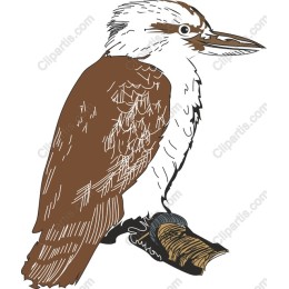 Kookaburra Delight