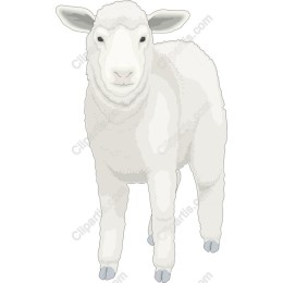 Fluffy White Sheep