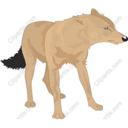 Coyote