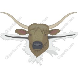 Highland Cow Head