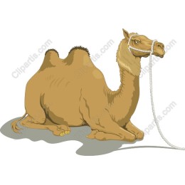 Resting Camel